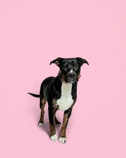 Brody, ADOPTABLE, Young Male Terrier.