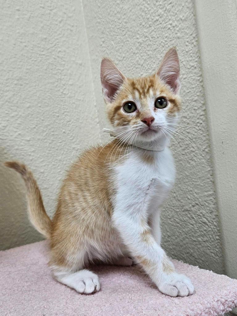 Casper, Adoptable, Kitten Male Domestic Short Hair.