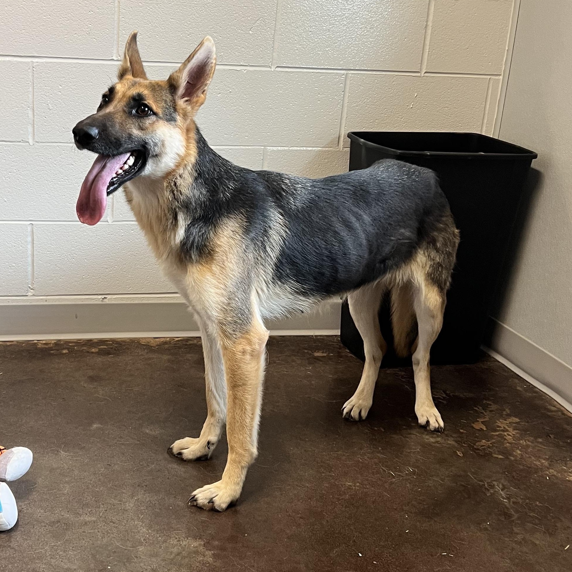 Enlarge Holly, an adopted German Shepherd Dog in Horn Lake, MS image 4/6
