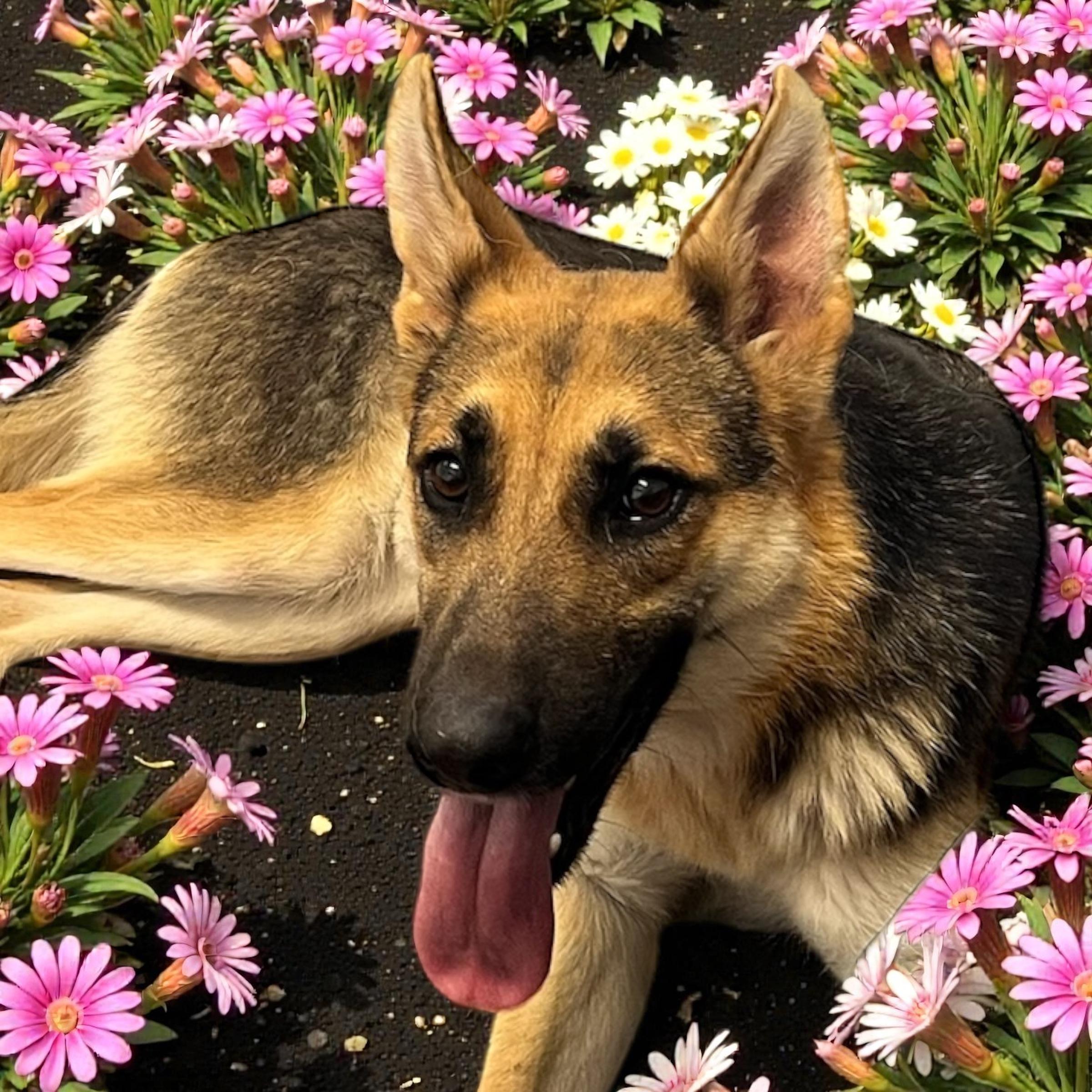 Holly, adopted, Young Female German Shepherd Dog.