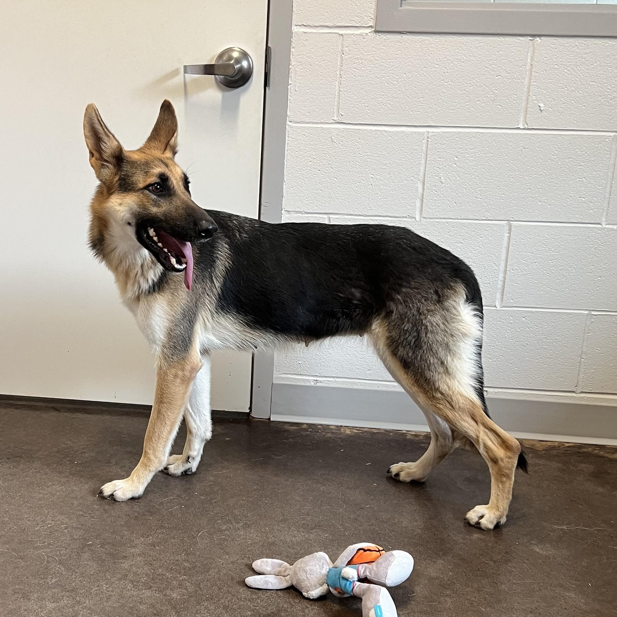Enlarge Holly, an adopted German Shepherd Dog in Horn Lake, MS image 5/6