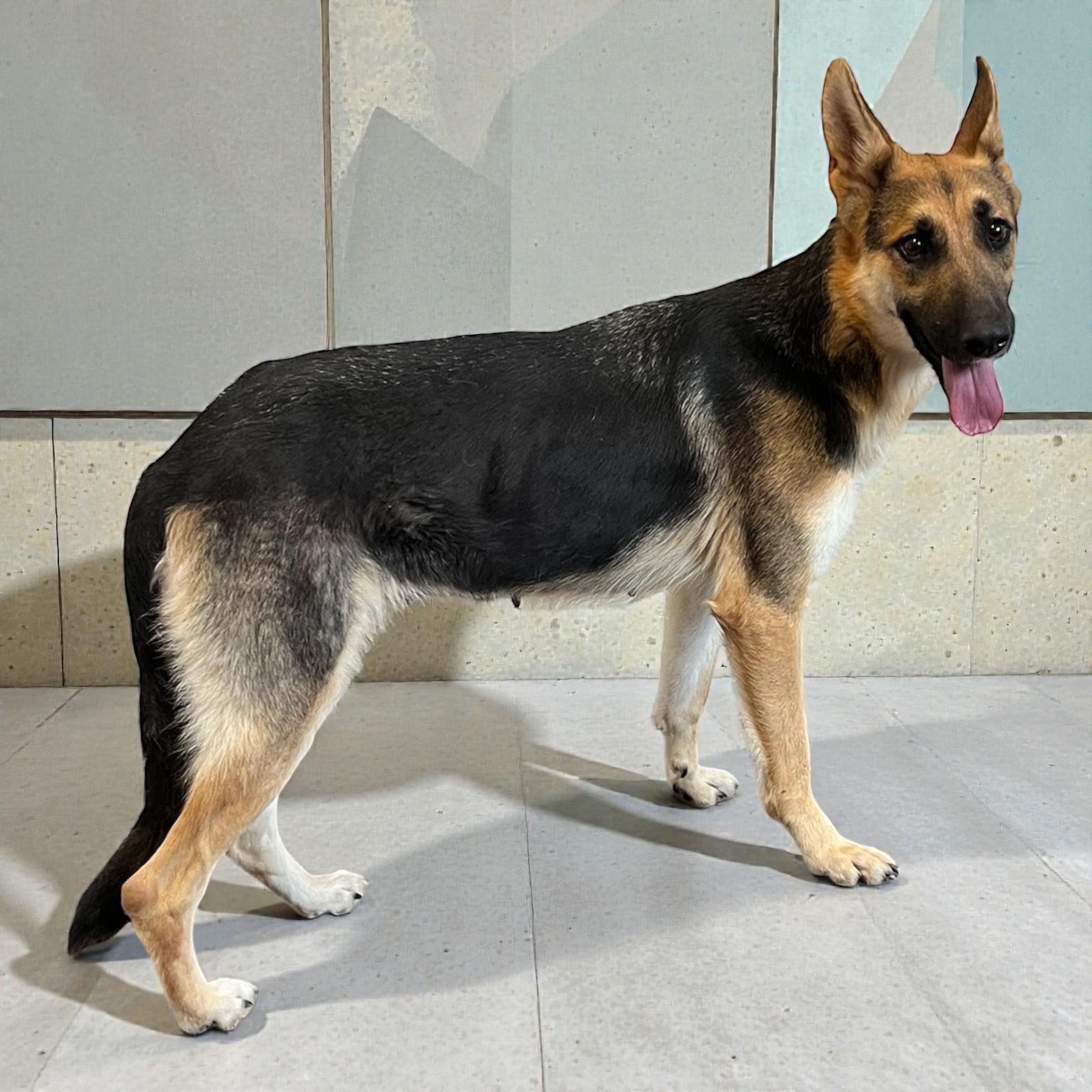 Enlarge Holly, an adopted German Shepherd Dog in Horn Lake, MS image 3/6