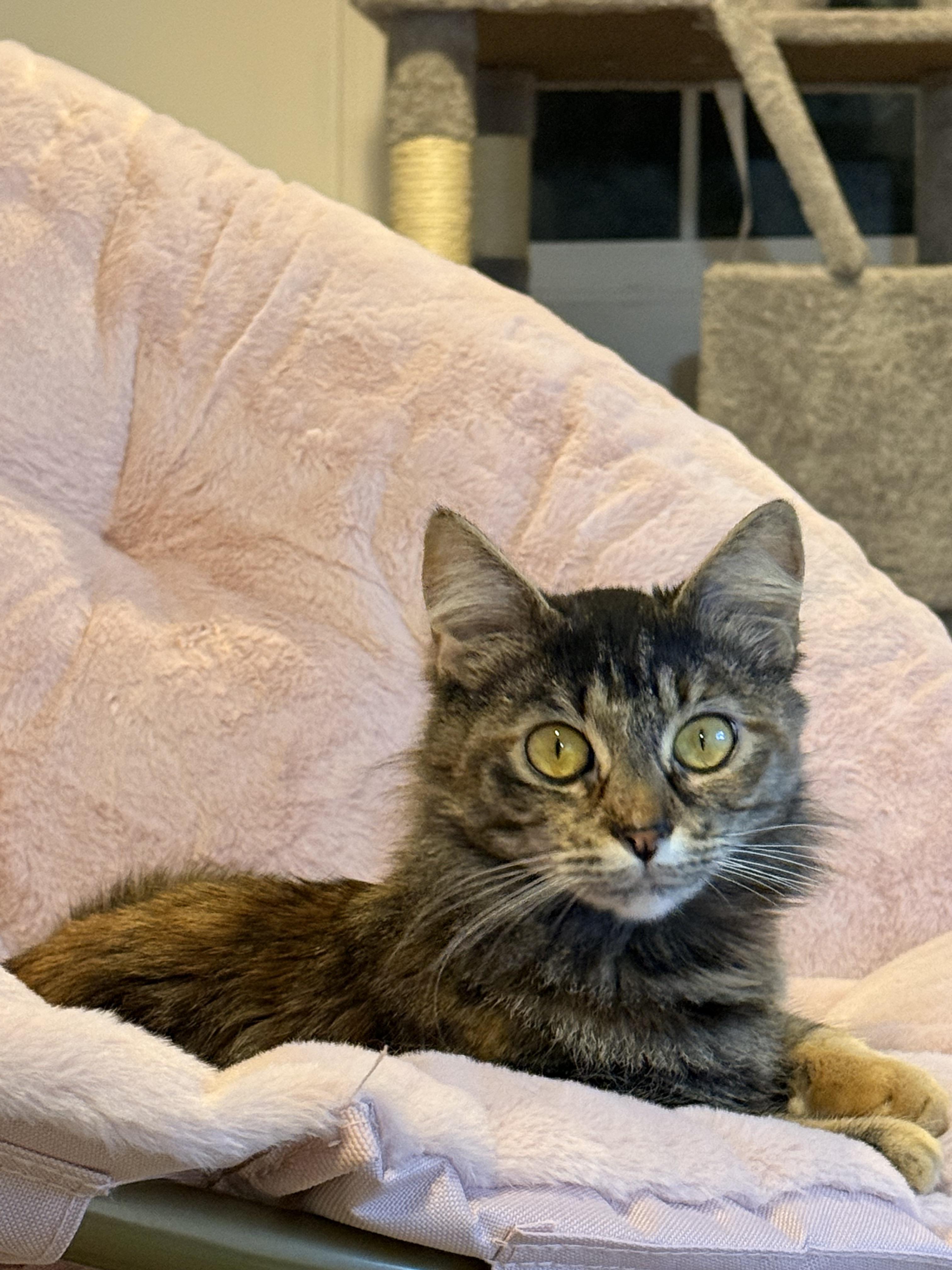 Enlarge Odessa(Desi), a ADOPTABLE Domestic Medium Hair in The Dalles, OR image 3/3