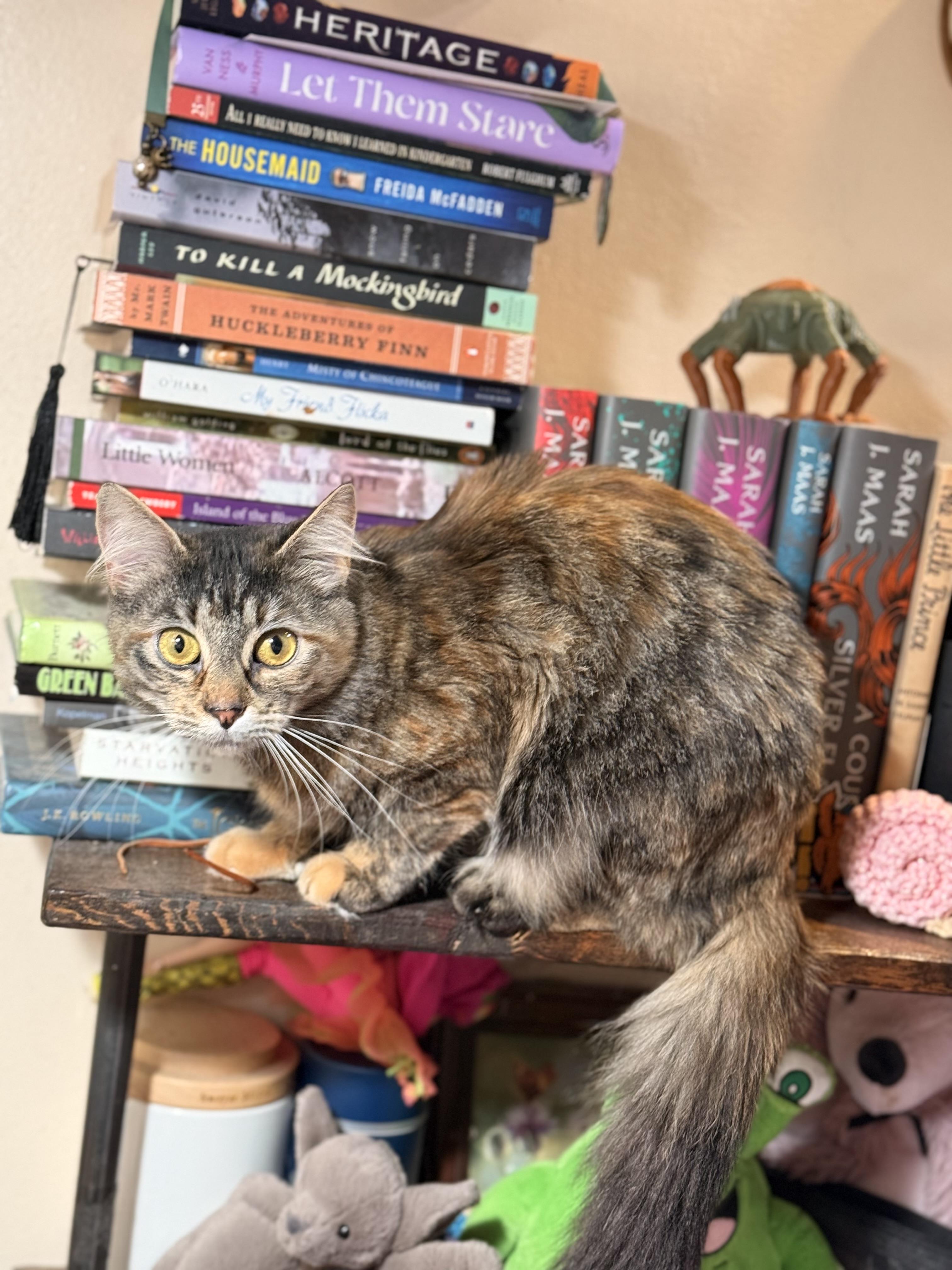 Enlarge Odessa(Desi), a ADOPTABLE Domestic Medium Hair in The Dalles, OR image 1/3