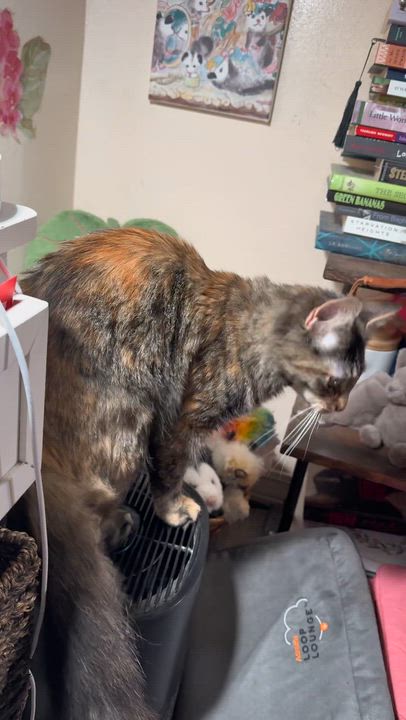 Enlarge Odessa(Desi), a ADOPTABLE Domestic Medium Hair in The Dalles, OR video 2/3