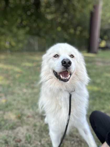 Rocky, a Adoptable mixed breed in New Albany, IN image 1/5