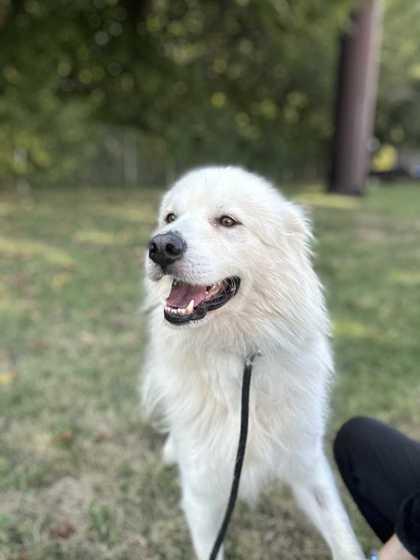 Nimbus, Adoptable, Adult Male Great Pyrenees & Mixed Breed.