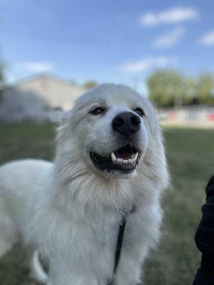 Rocky, a Adoptable mixed breed in New Albany, IN image 3/5