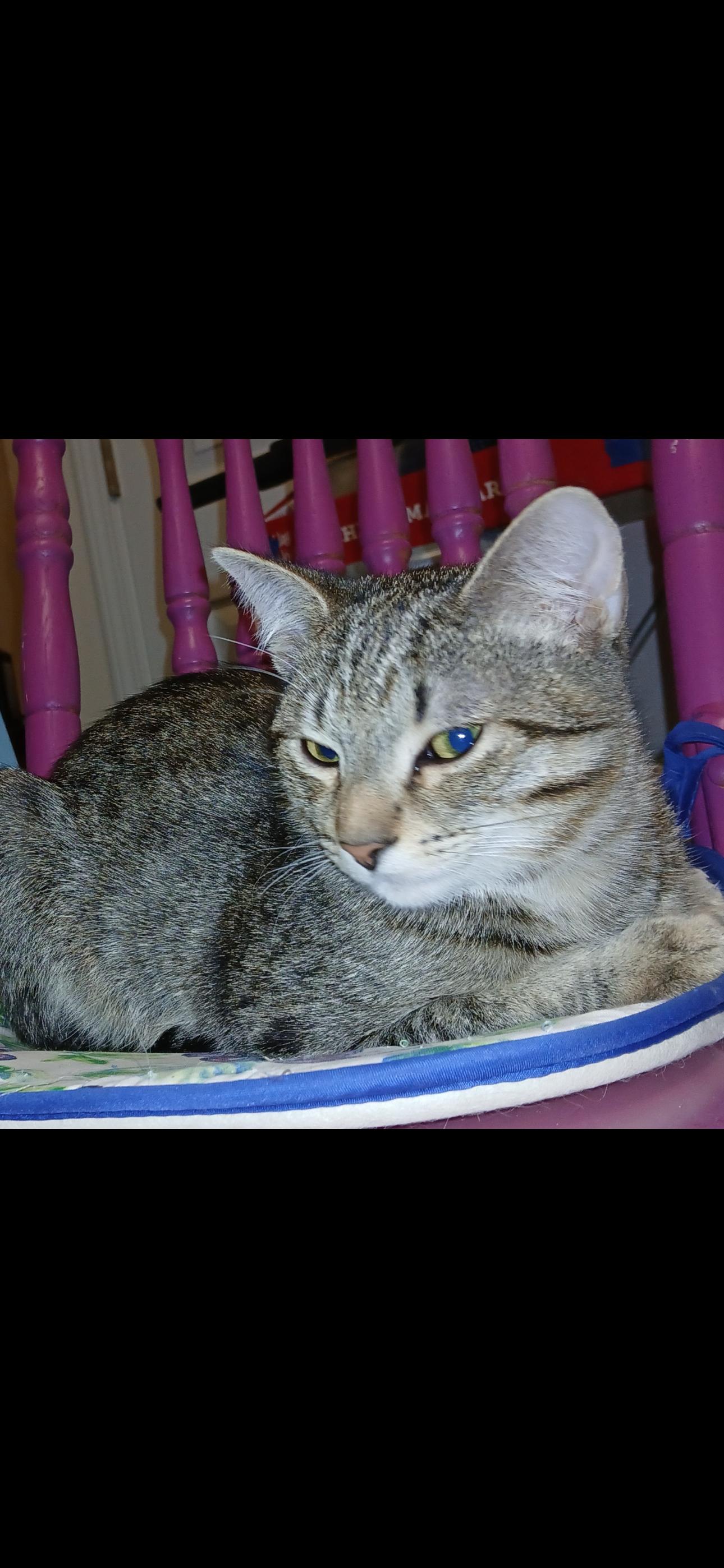 Enlarge Jack, a Adopted Domestic Short Hair in Sneads Ferry, NC image 1/2