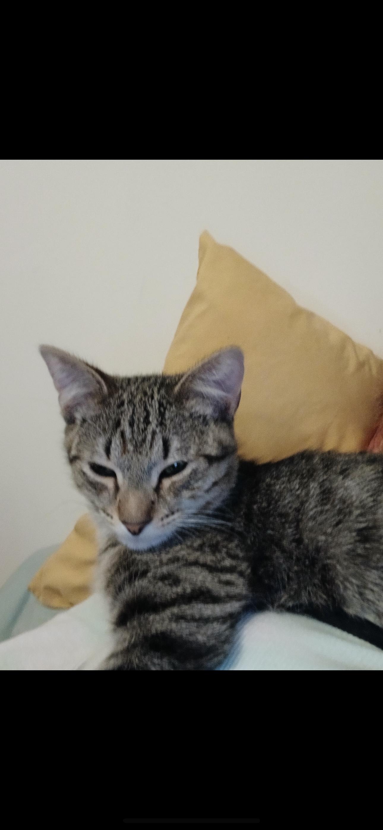 Enlarge Jack, a Adopted Domestic Short Hair in Sneads Ferry, NC image 2/2