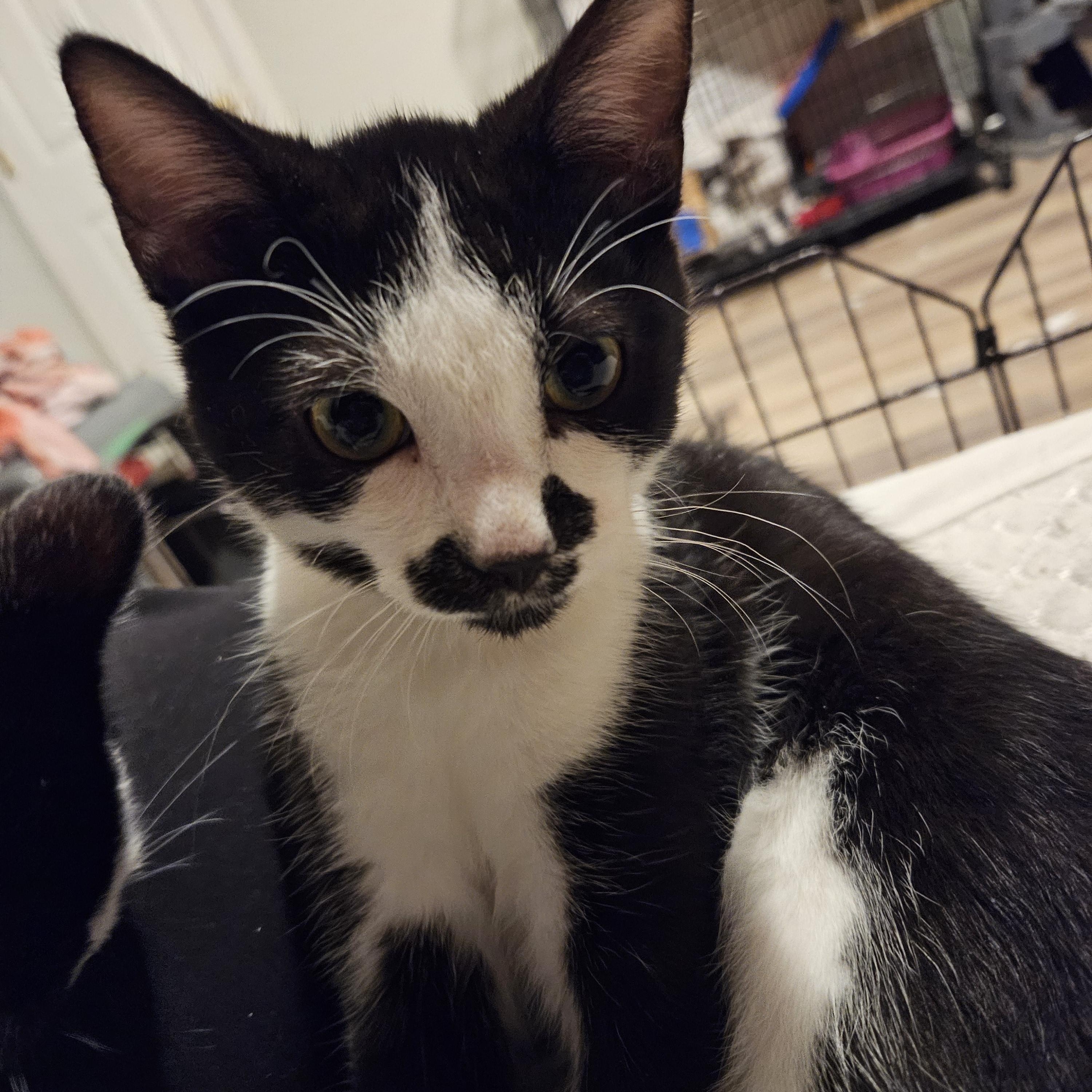 Pluto, ADOPTABLE, Kitten Male Tuxedo.