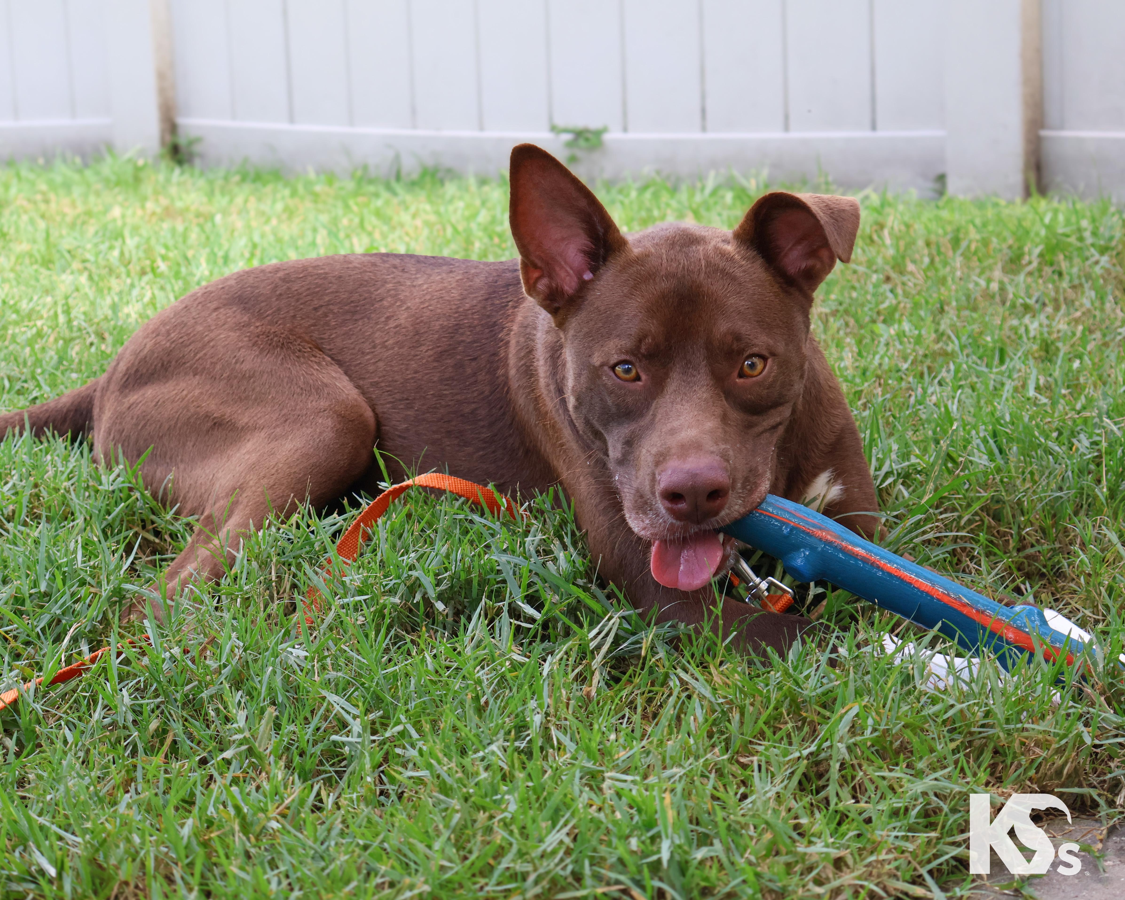 Enlarge Bucky, a Adoptable mixed breed in Ponte Vedra, FL image 6/6