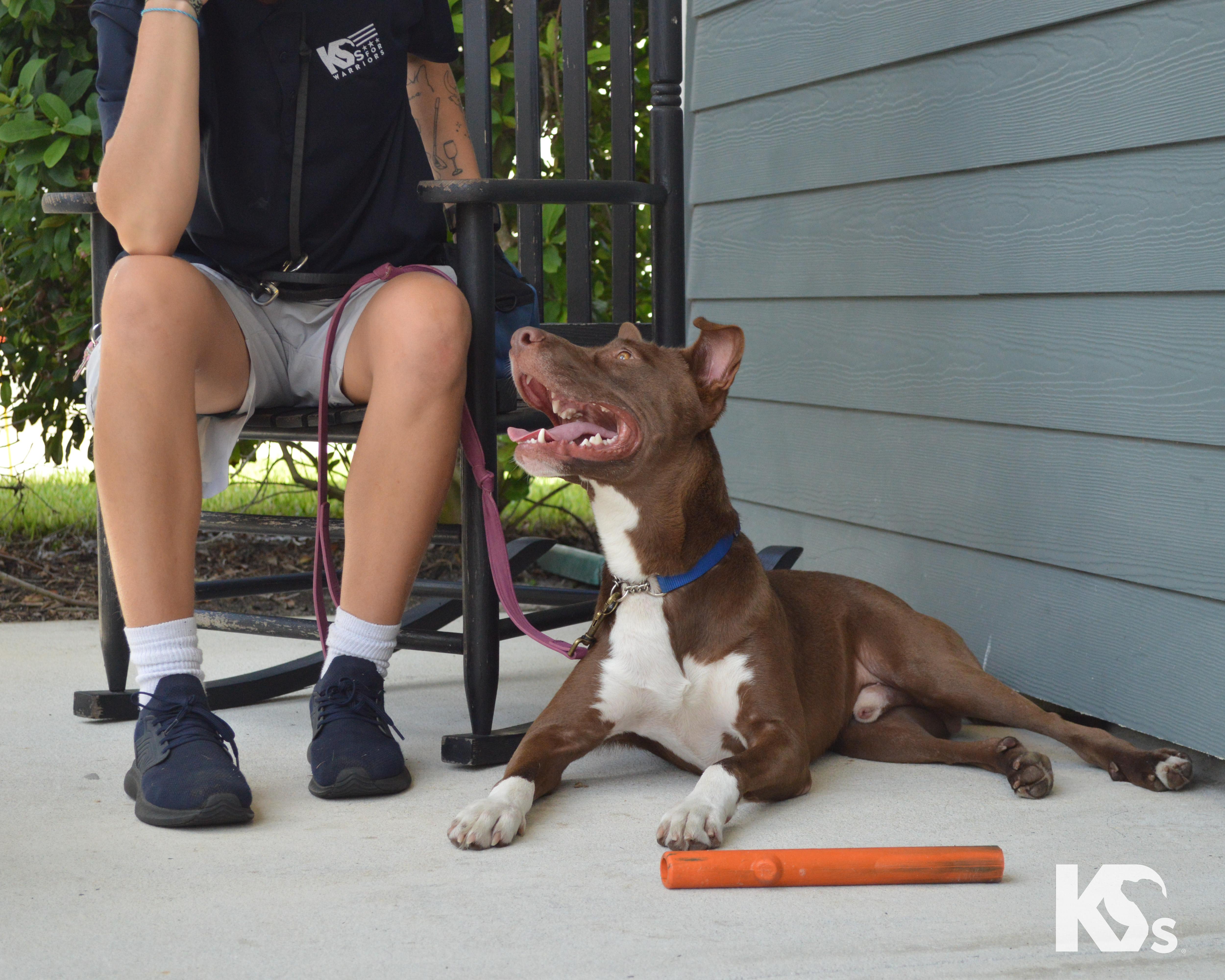 Enlarge Bucky, a Adoptable mixed breed in Ponte Vedra, FL image 5/6