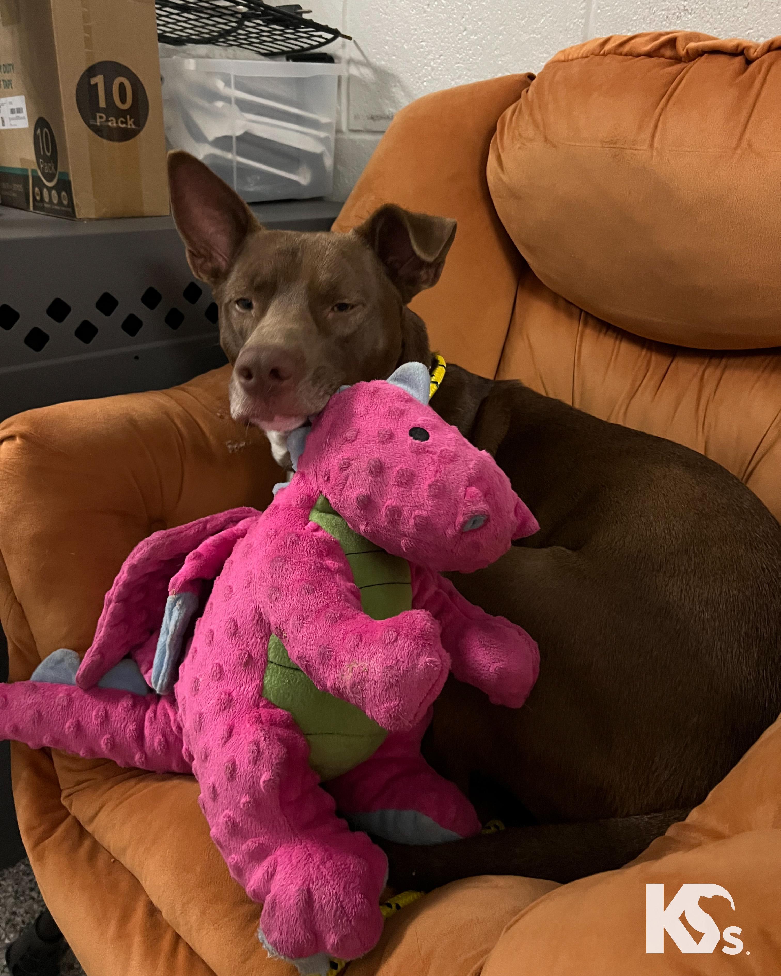 Enlarge Bucky, a Adoptable mixed breed in Ponte Vedra, FL image 4/6