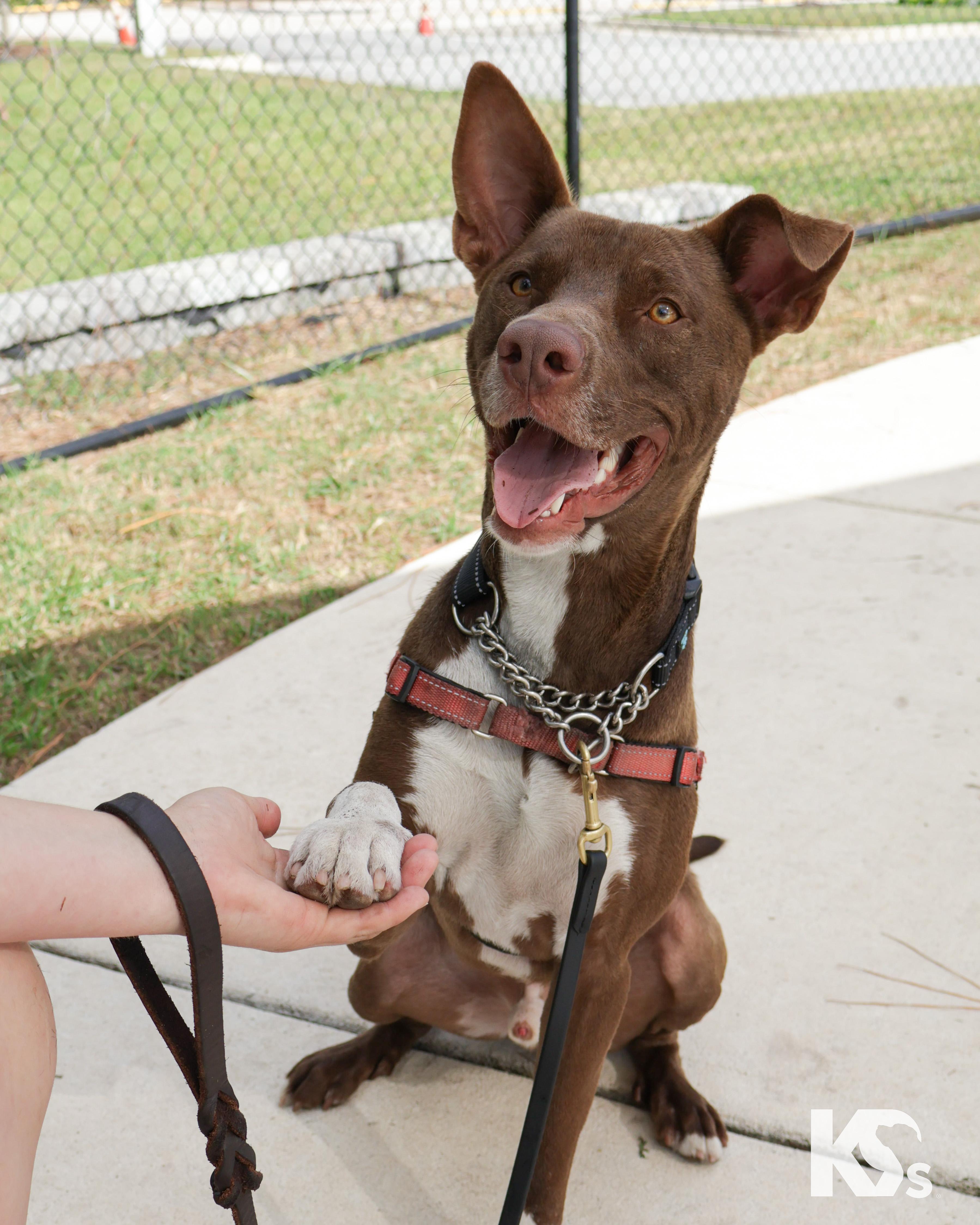 Enlarge Bucky, a Adoptable mixed breed in Ponte Vedra, FL image 1/6