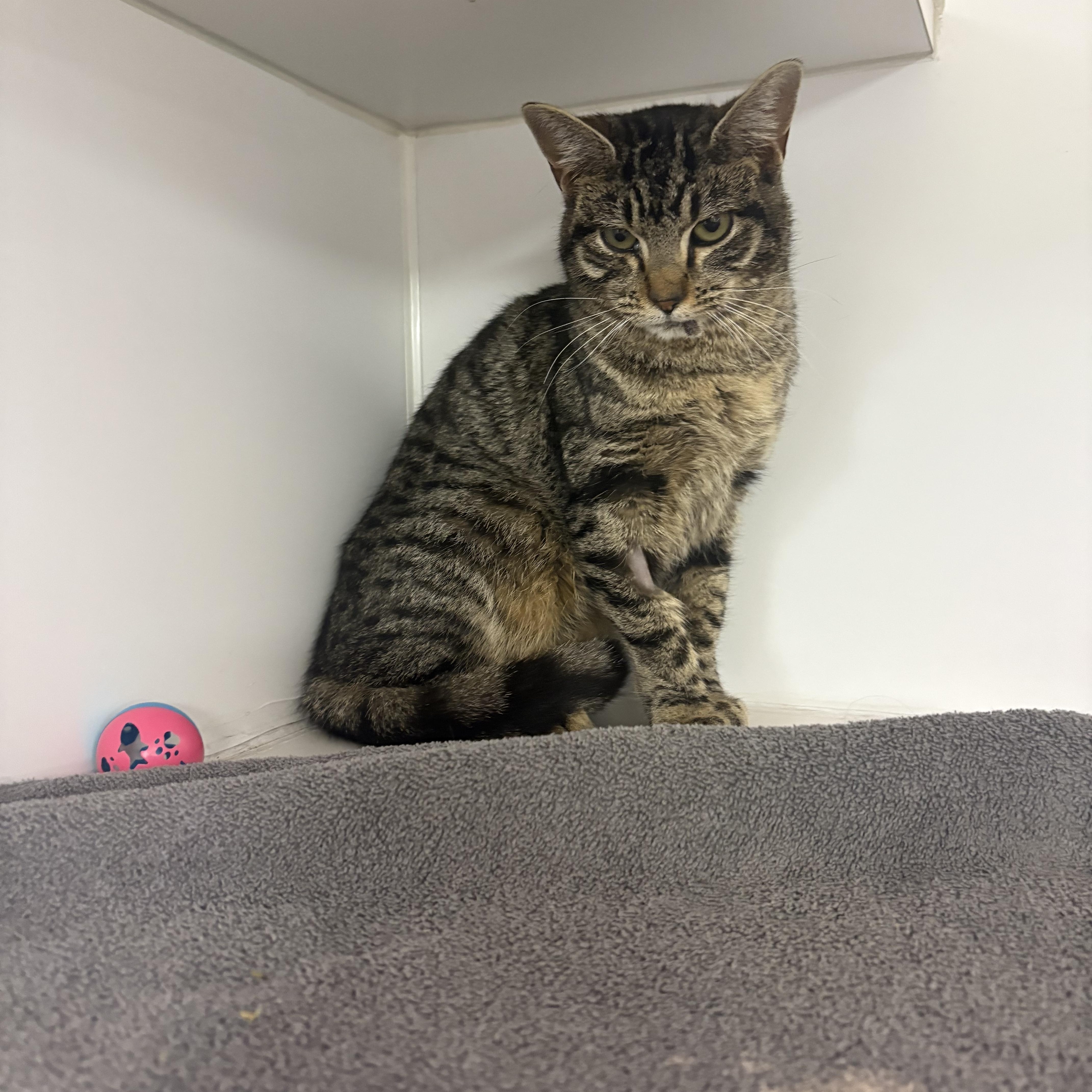 Enlarge Nellie, a ADOPTABLE Domestic Short Hair in Blue Springs, MO image 2/2