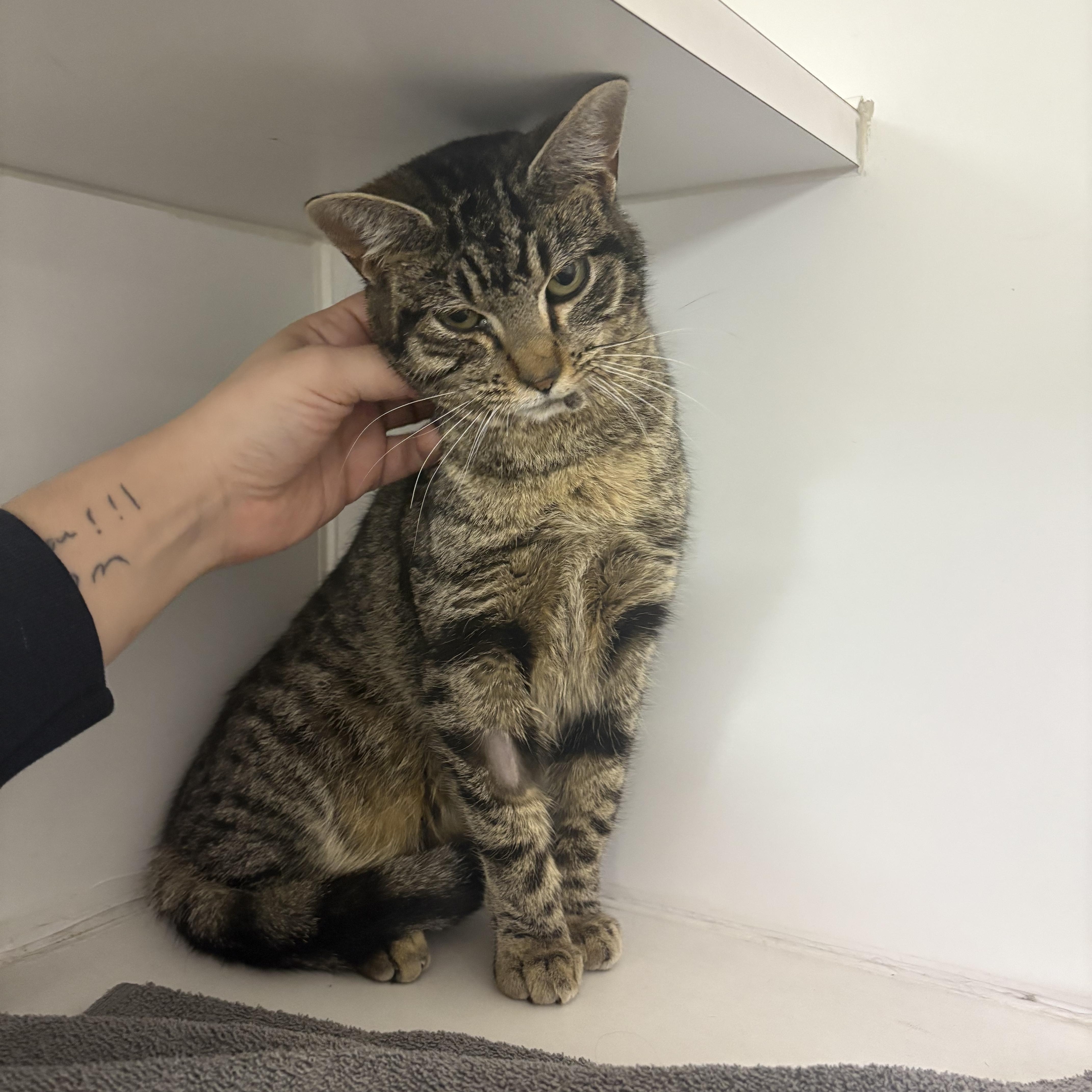 Enlarge Nellie, a ADOPTABLE Domestic Short Hair in Blue Springs, MO image 1/2