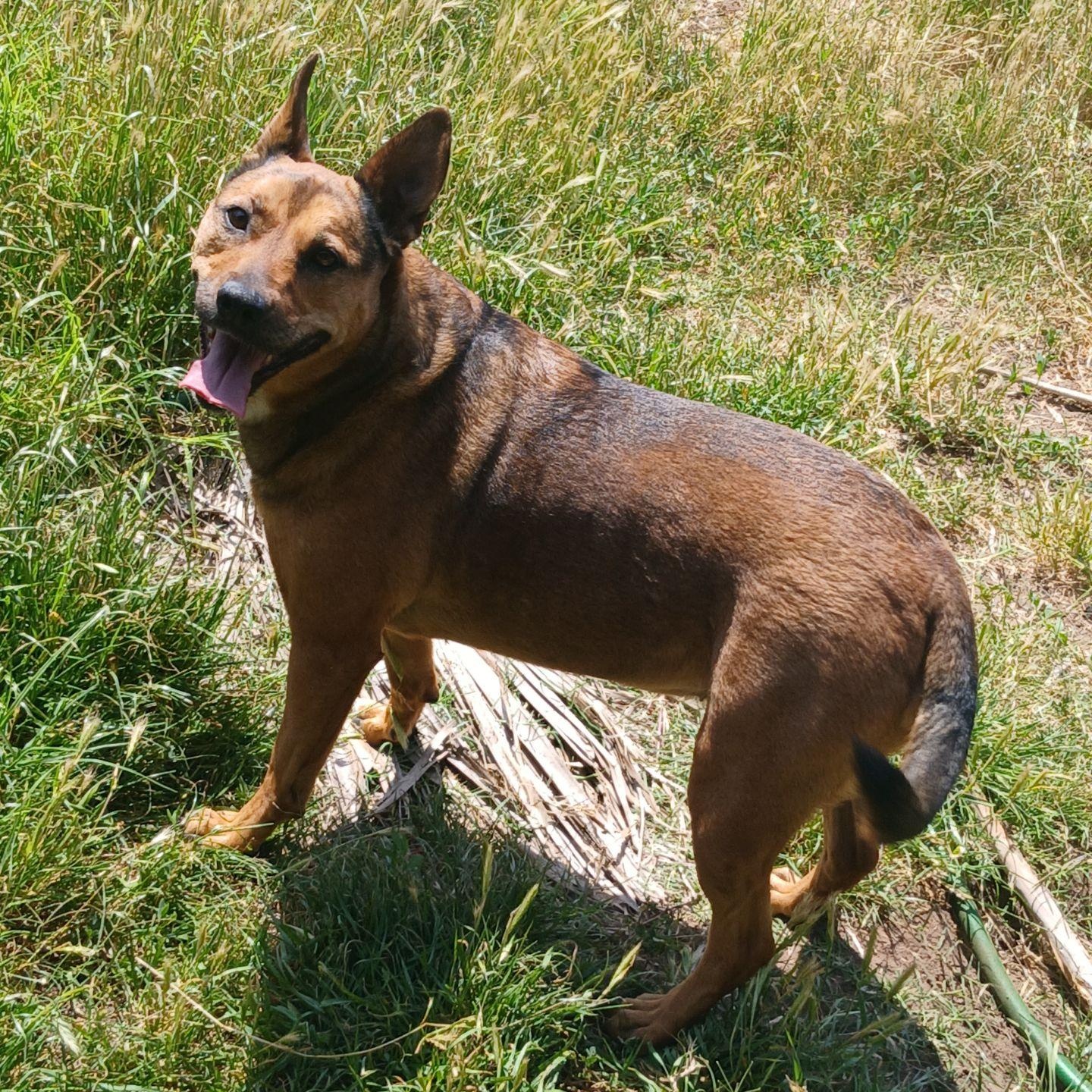 Enlarge Tora, a ADOPTABLE mixed breed in Torrance, CA image 1/6