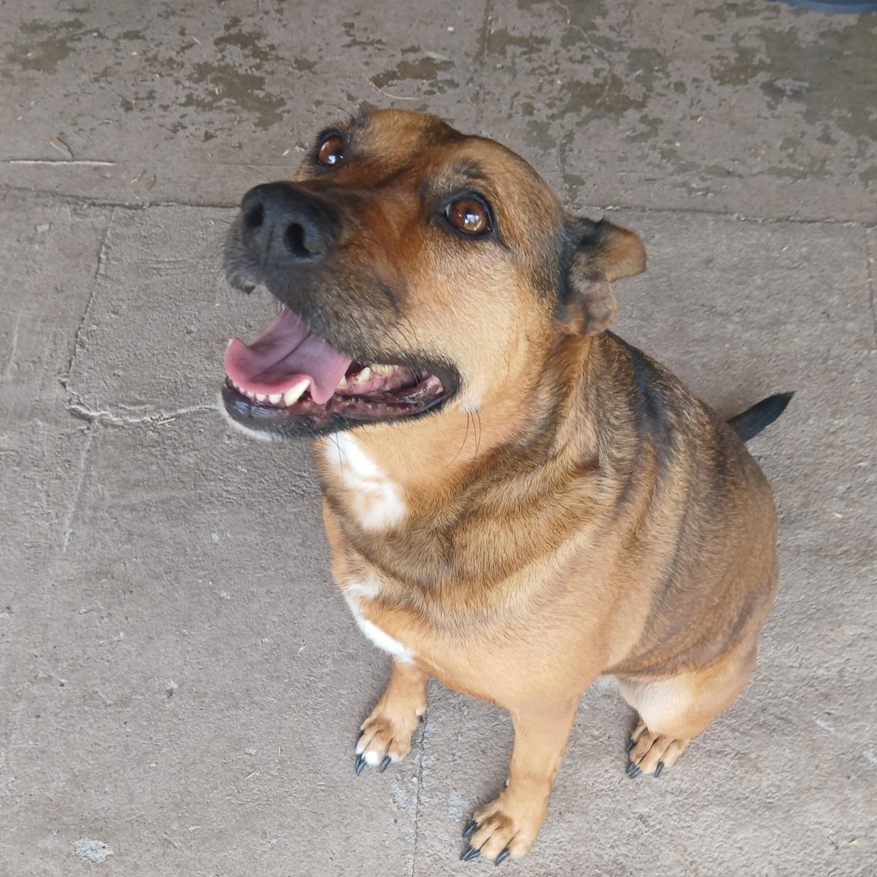 Enlarge Tora, a ADOPTABLE mixed breed in Torrance, CA image 5/6