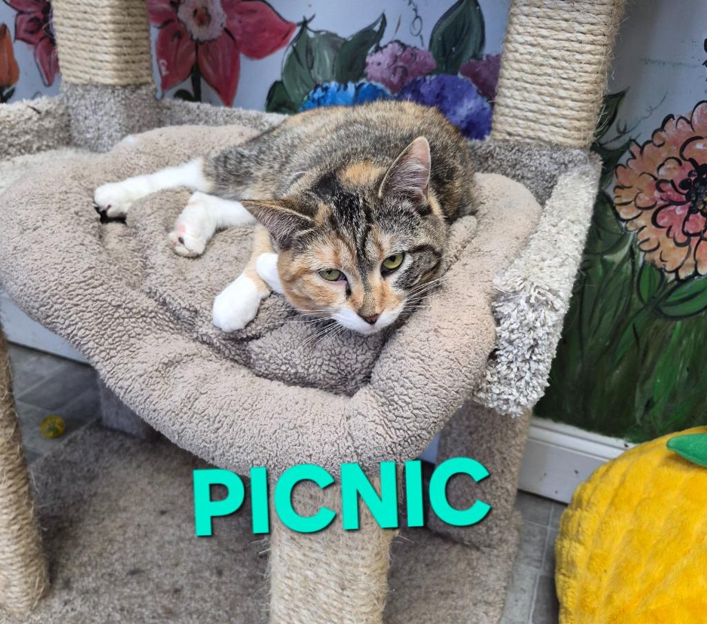 Picnic, a Adoptable mixed breed in Rome, GA image 2/2