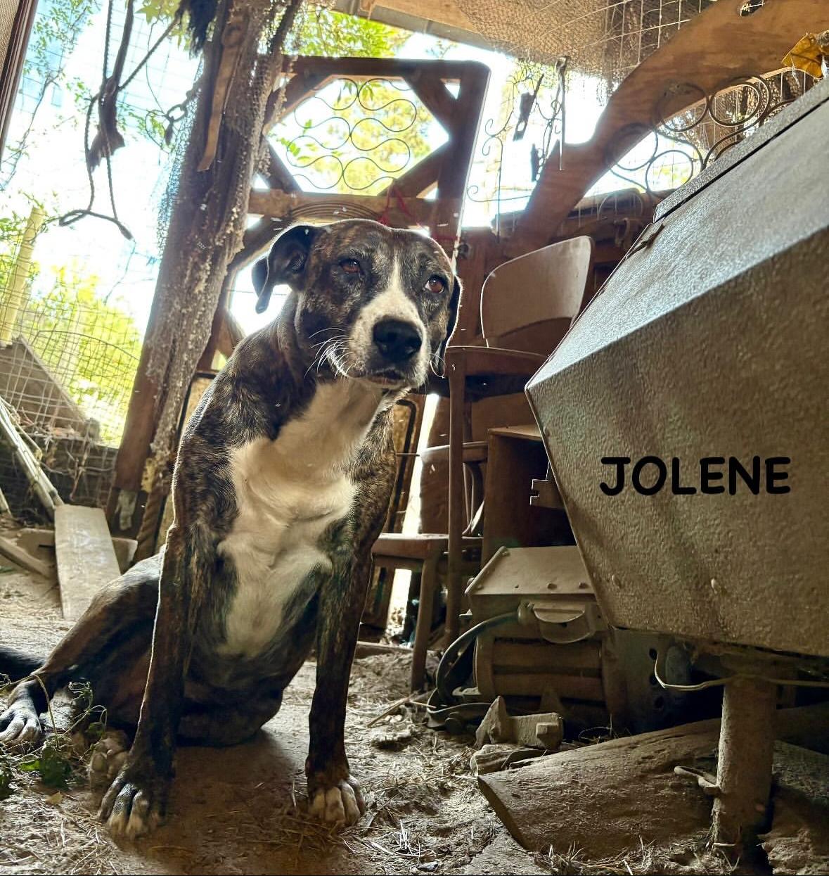 Enlarge Jolene, a Adoptable mixed breed in Darlington, SC image 1/5