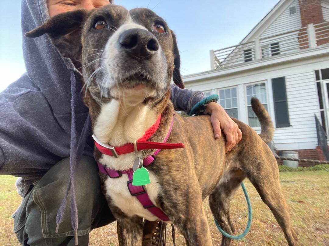 Jolene, a Adoptable mixed breed in Darlington, SC image 3/5