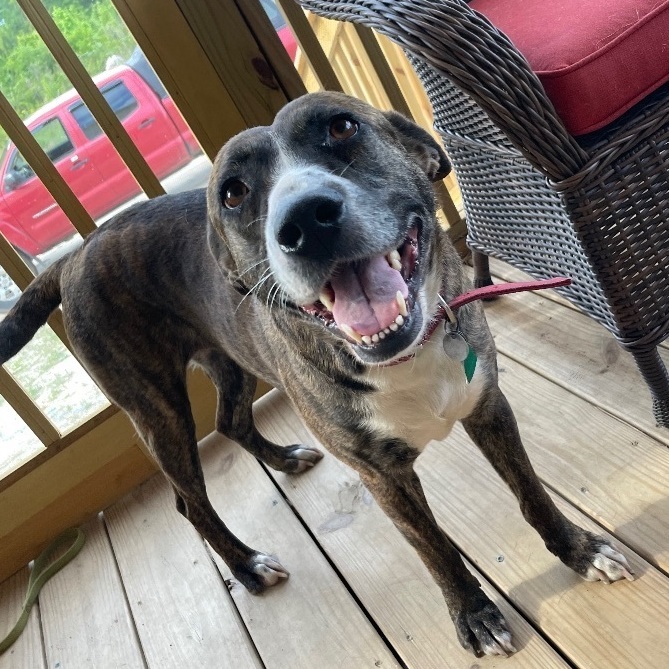 Jolene, a Adoptable mixed breed in Darlington, SC image 2/5