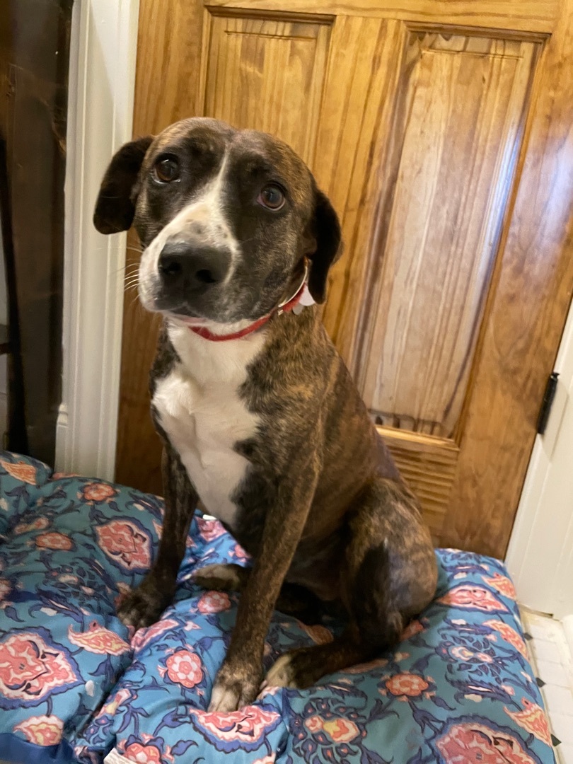 Jolene, a Adoptable mixed breed in Darlington, SC image 4/5