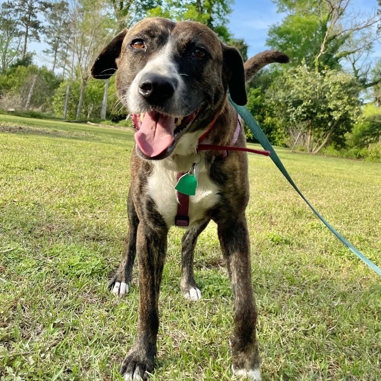 Jolene, a Adoptable mixed breed in Darlington, SC image 5/5