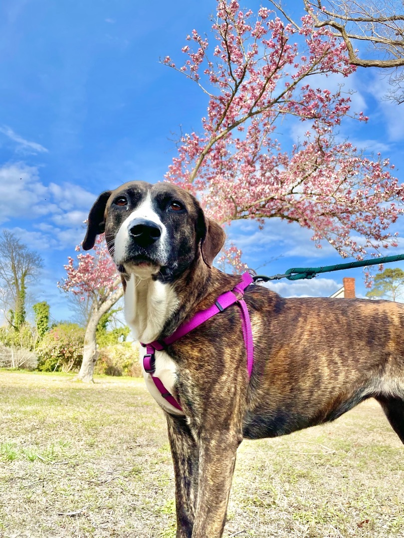 Jolene, Adoptable, Adult Female Plott Hound.