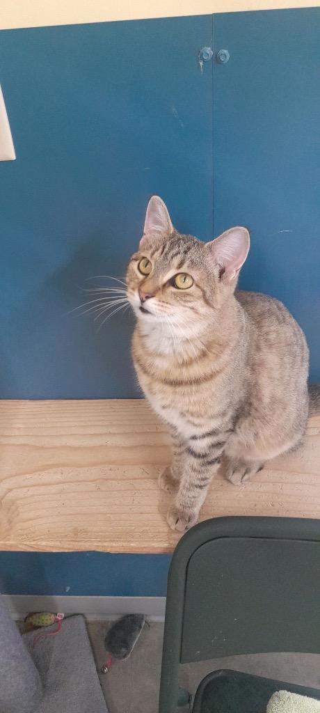 Dottie, a Adoptable mixed breed in Syracuse, IN image 1/5