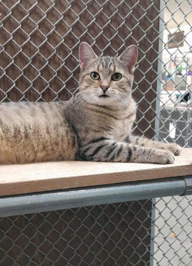 Enlarge Dottie, a Adoptable mixed breed in Syracuse, IN image 1/5