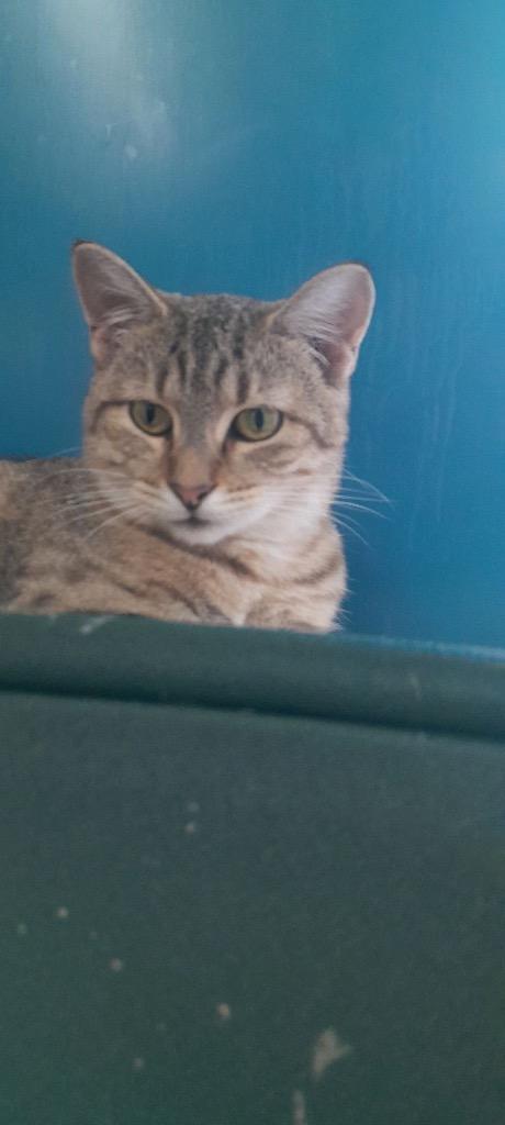 Dottie, a Adoptable mixed breed in Syracuse, IN image 2/5