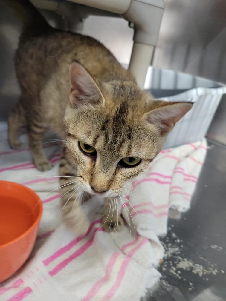 Enlarge Dottie, a Adoptable mixed breed in Syracuse, IN image 3/5