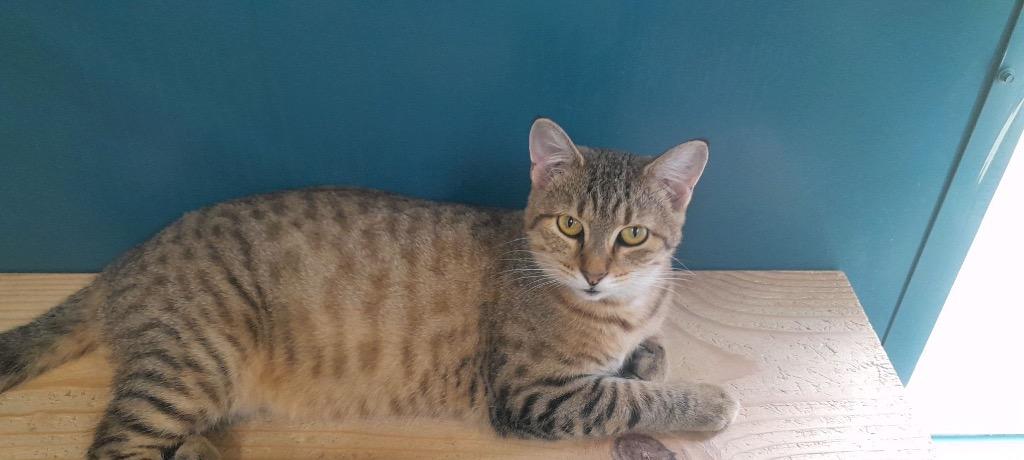 Dottie, a Adoptable mixed breed in Syracuse, IN image 5/5