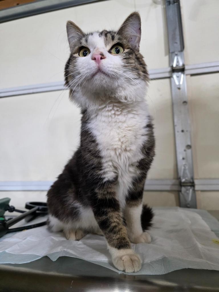 Enlarge Cole, a Adopted mixed breed in Minot, ND image 1/6