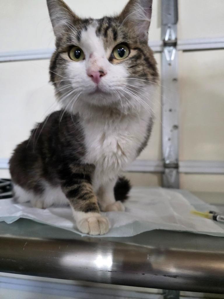 Enlarge Cole, a Adopted mixed breed in Minot, ND image 2/6