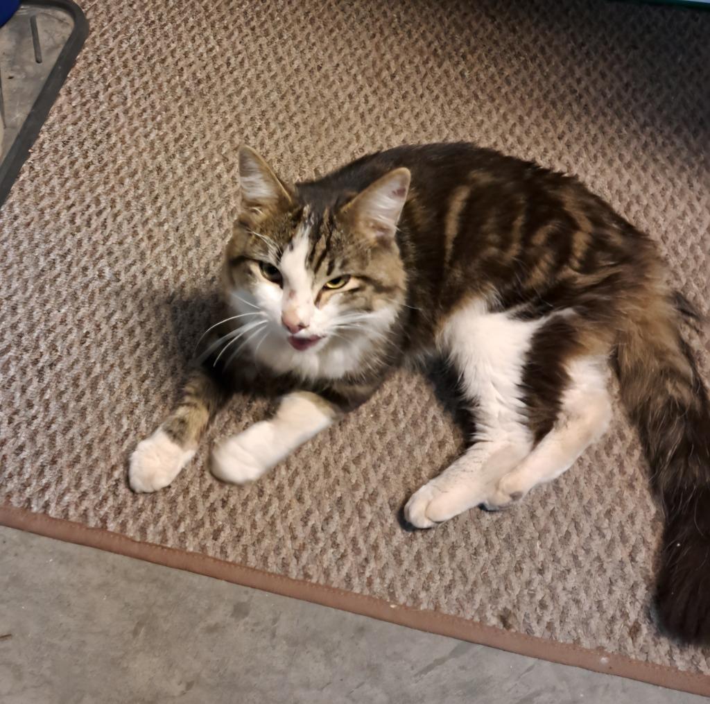 Enlarge Cole, a Adopted mixed breed in Minot, ND image 3/6
