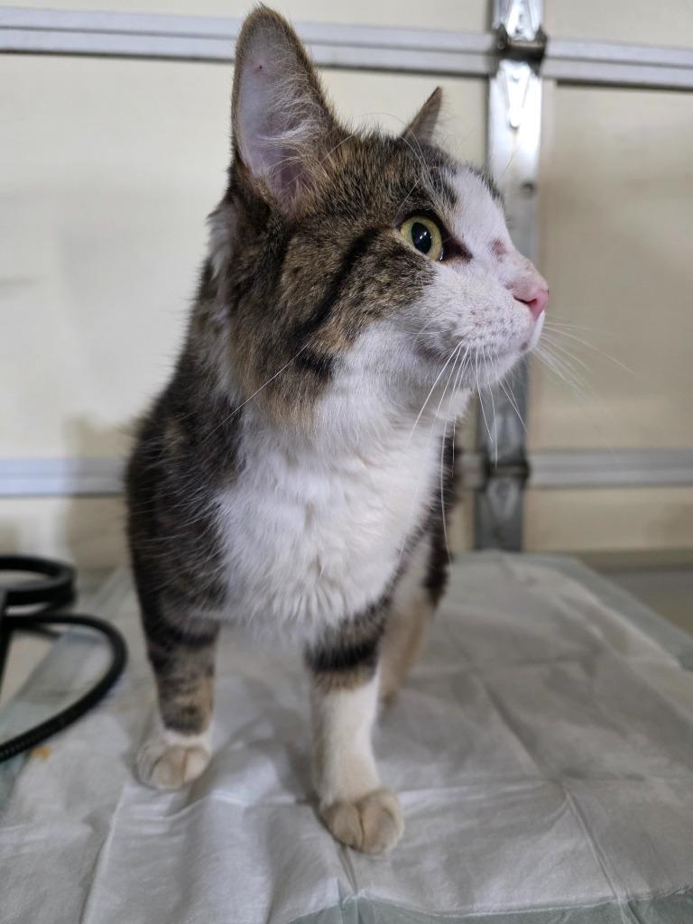 Enlarge Cole, a Adopted mixed breed in Minot, ND image 4/6