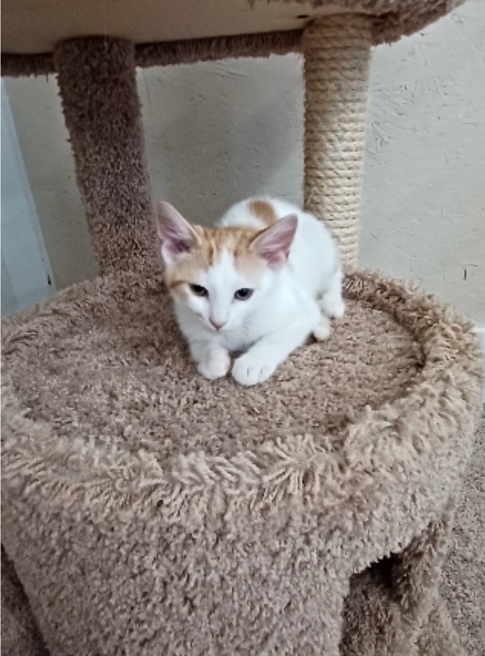 Freckles, a Adoptable Domestic Short Hair in Walworth, WI image 2/2