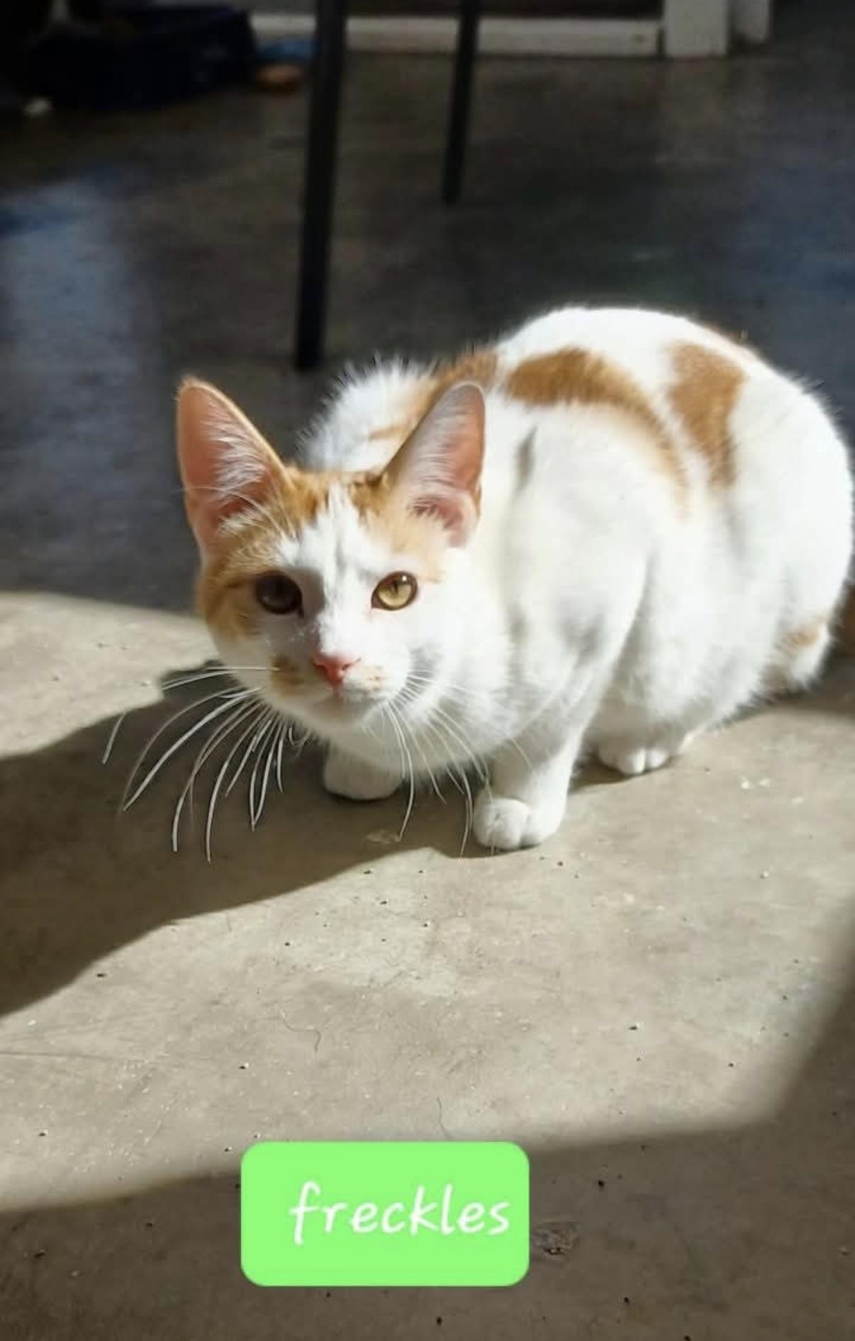 Freckles, Adoptable, Young Male Domestic Short Hair.