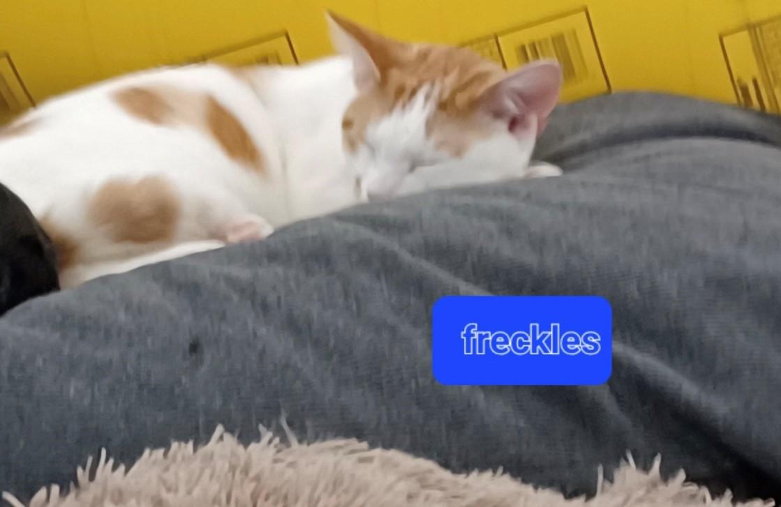 Freckles, Adoptable, Young Male Domestic Short Hair.