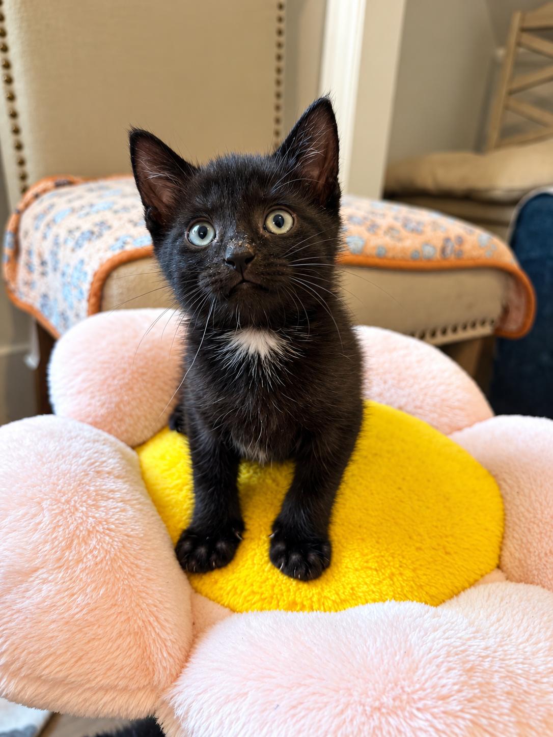 Rolo, Adoptable, Kitten Male Domestic Short Hair.