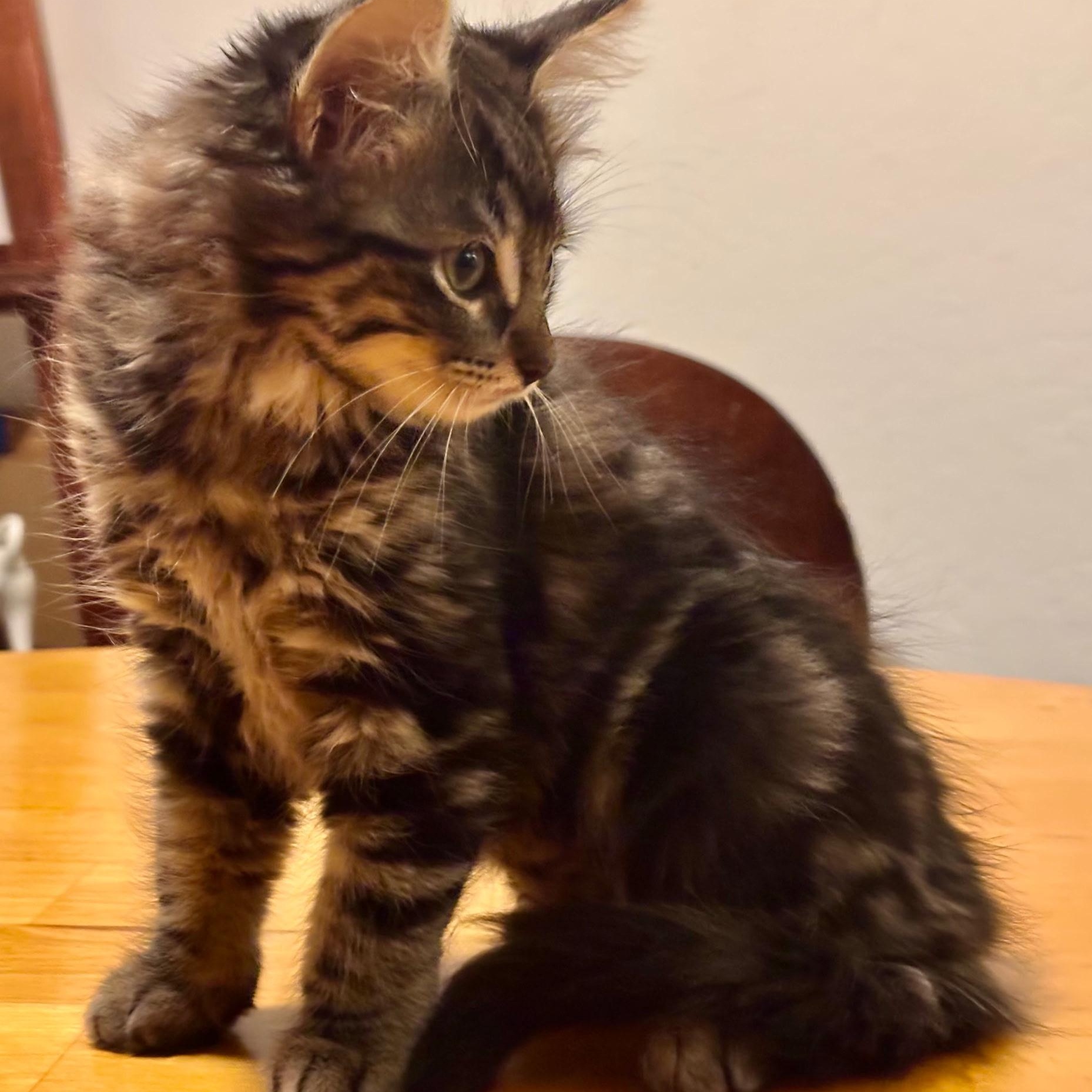Enlarge Athena, a Adoptable mixed breed in Pinole, CA image 3/3