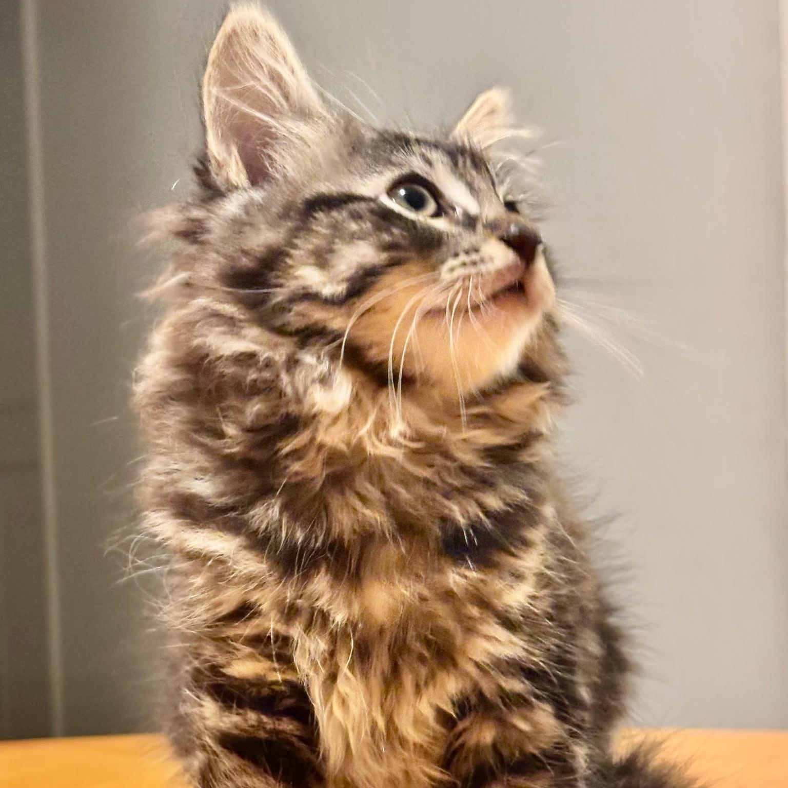 Athena, Adoptable, Kitten Female Maine Coon & Tabby.