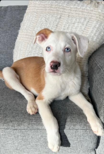 Vanilla Ice thumbnail 4