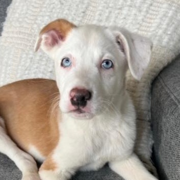 Vanilla Ice thumbnail 2