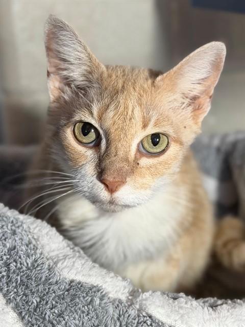 PRINCESS DIANA, Adoptable, Adult Female Domestic Short Hair.