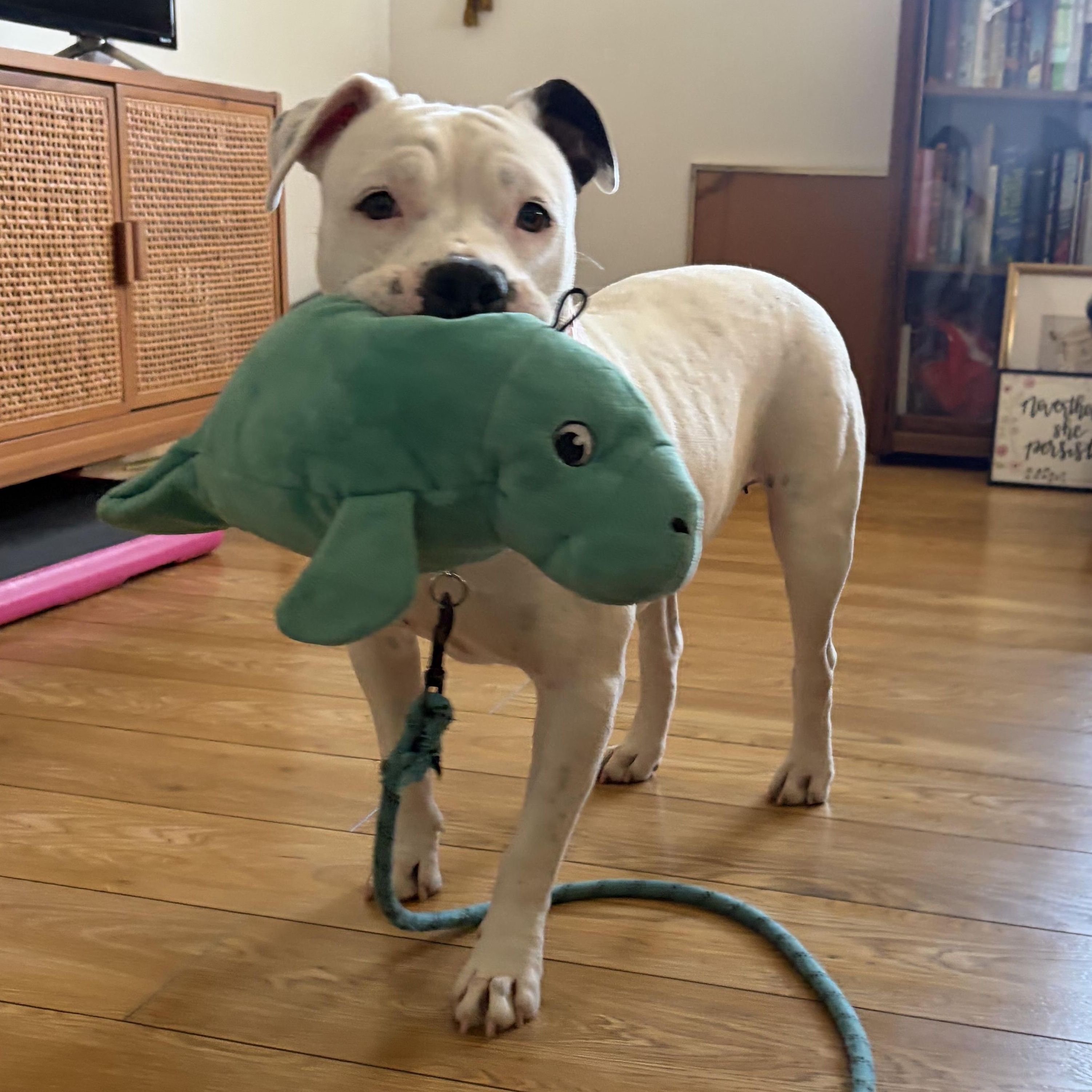 Enlarge Pinkie, a Adoptable mixed breed in Seattle, WA image 2/6