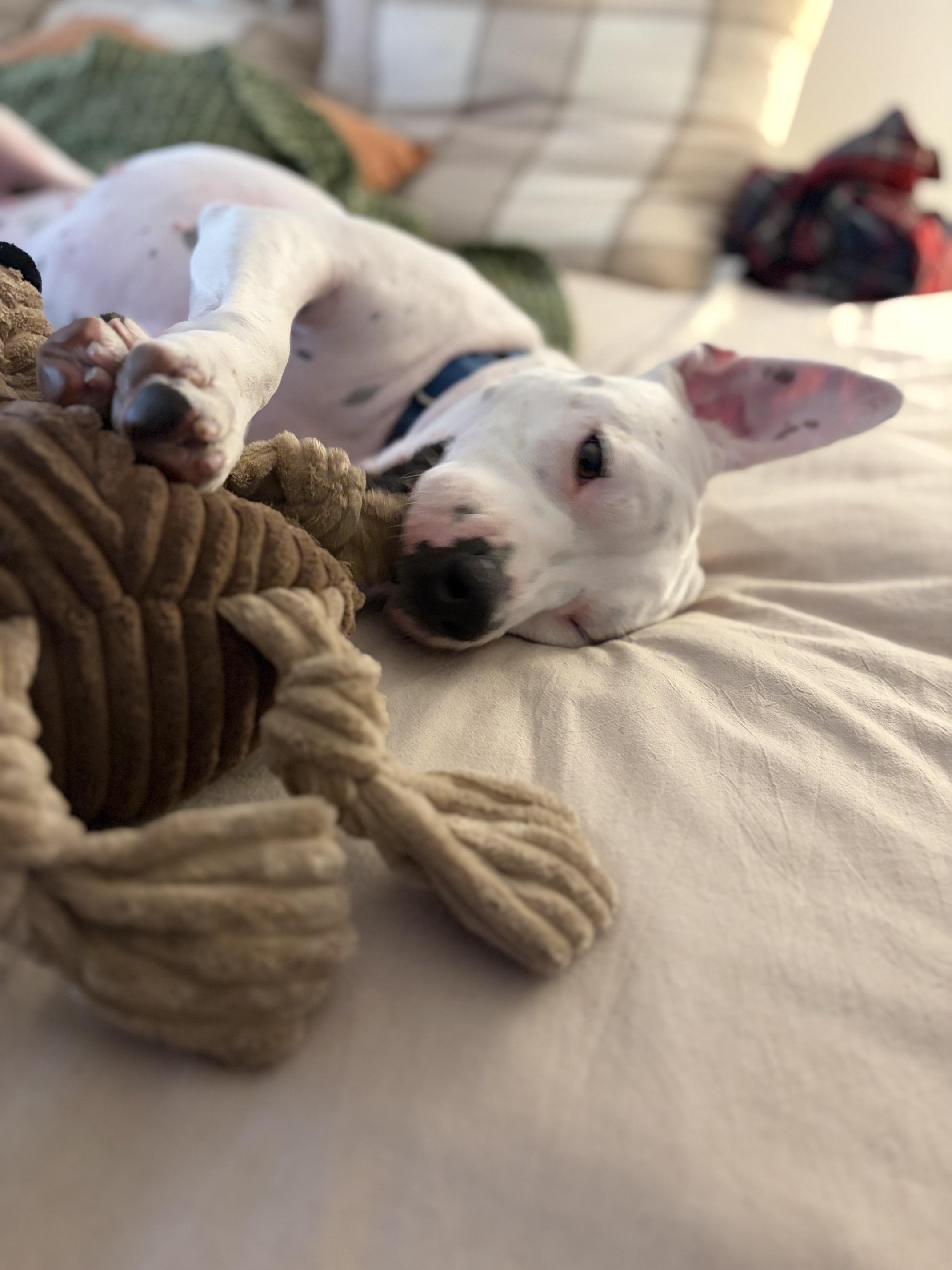 Enlarge Pinkie, a Adoptable mixed breed in Seattle, WA image 5/6